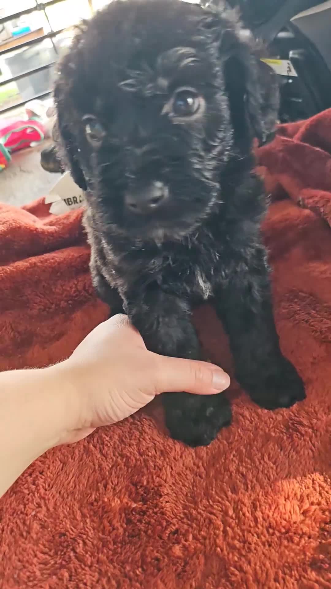 Labradoodle dogs for sale: Beatrice  - Video 1