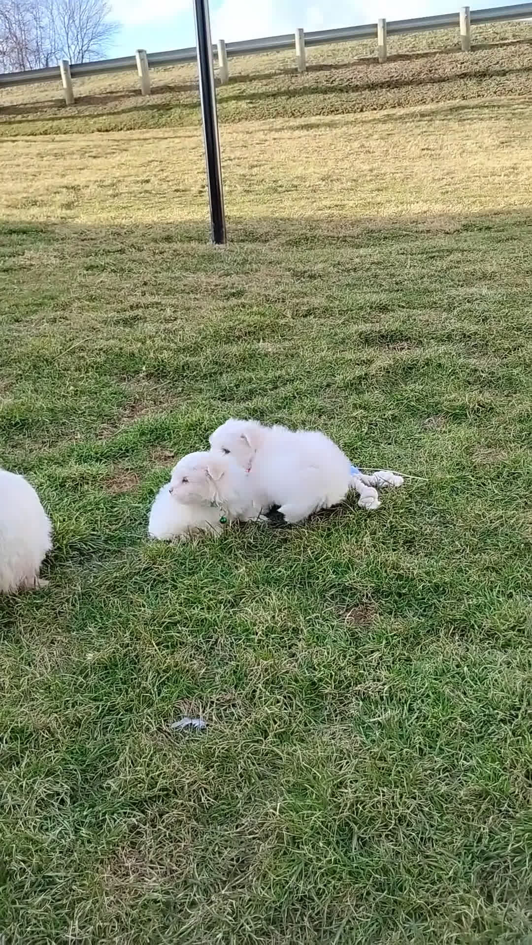 Maltese dogs for sale: Benny  - Video 1