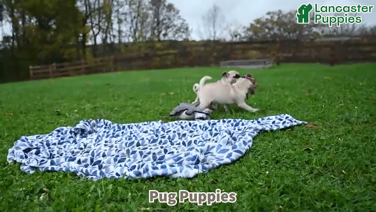 Pug dogs for sale: Reba - Video 1