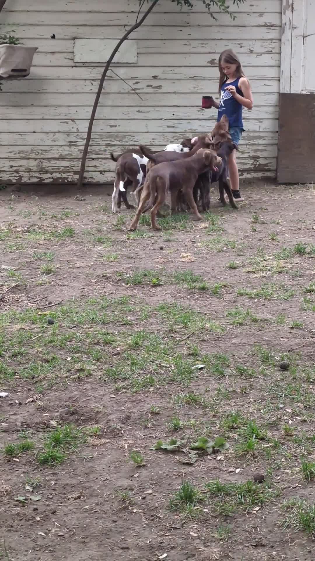Mixed Breed dogs for sale: Thor - Video 1