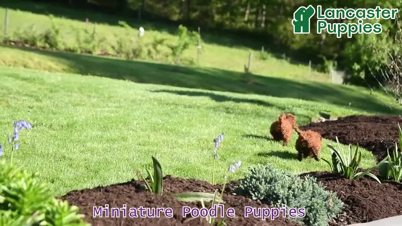Miniature Poodle dogs for sale: Henry - Video 1