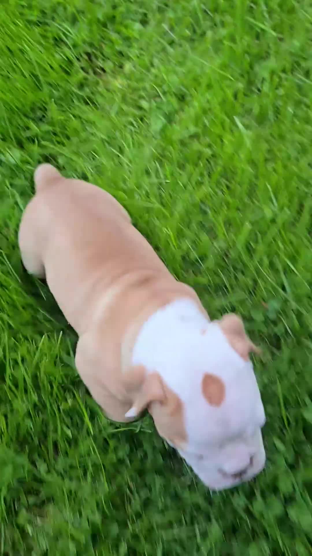 Olde English Bulldogge dogs for sale: Olde English Bulldogge Puppy 1 - Video 1