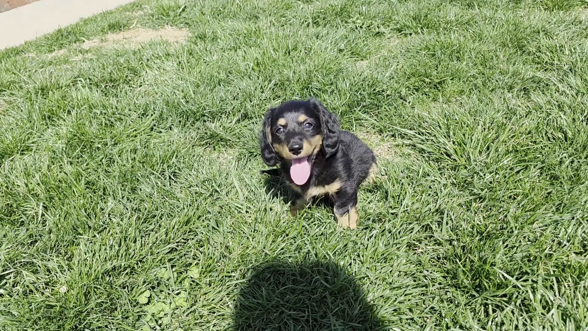 Dachshund dogs for sale: Johnny Jay - Video 2