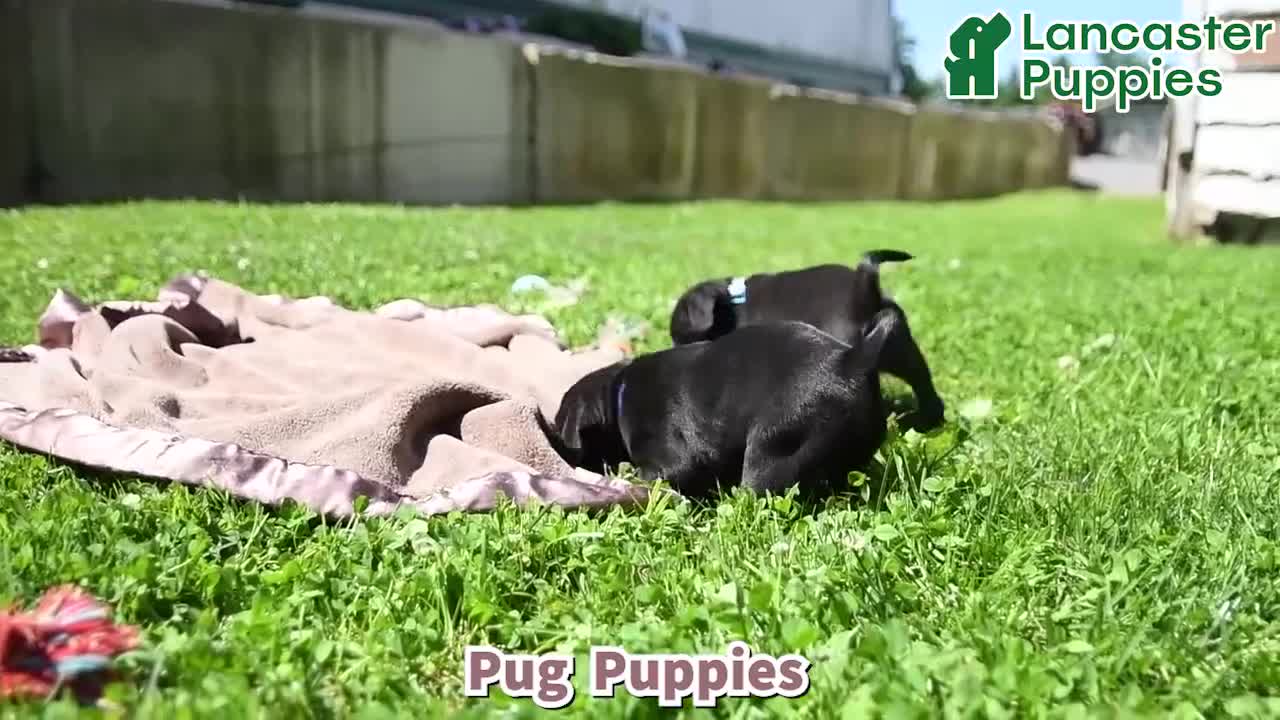 Pug dogs for sale: Marcas - Video 1