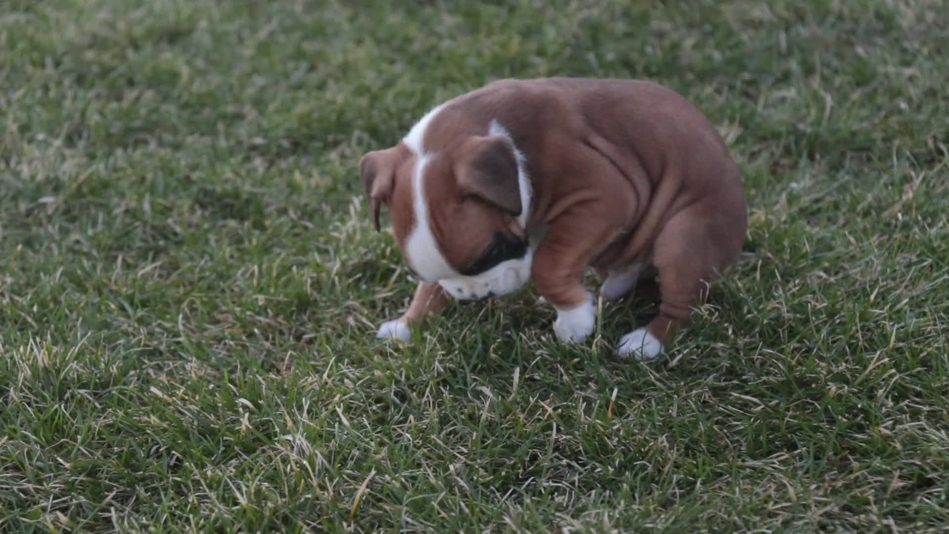 Boxer dogs for sale: Gus - Video 1