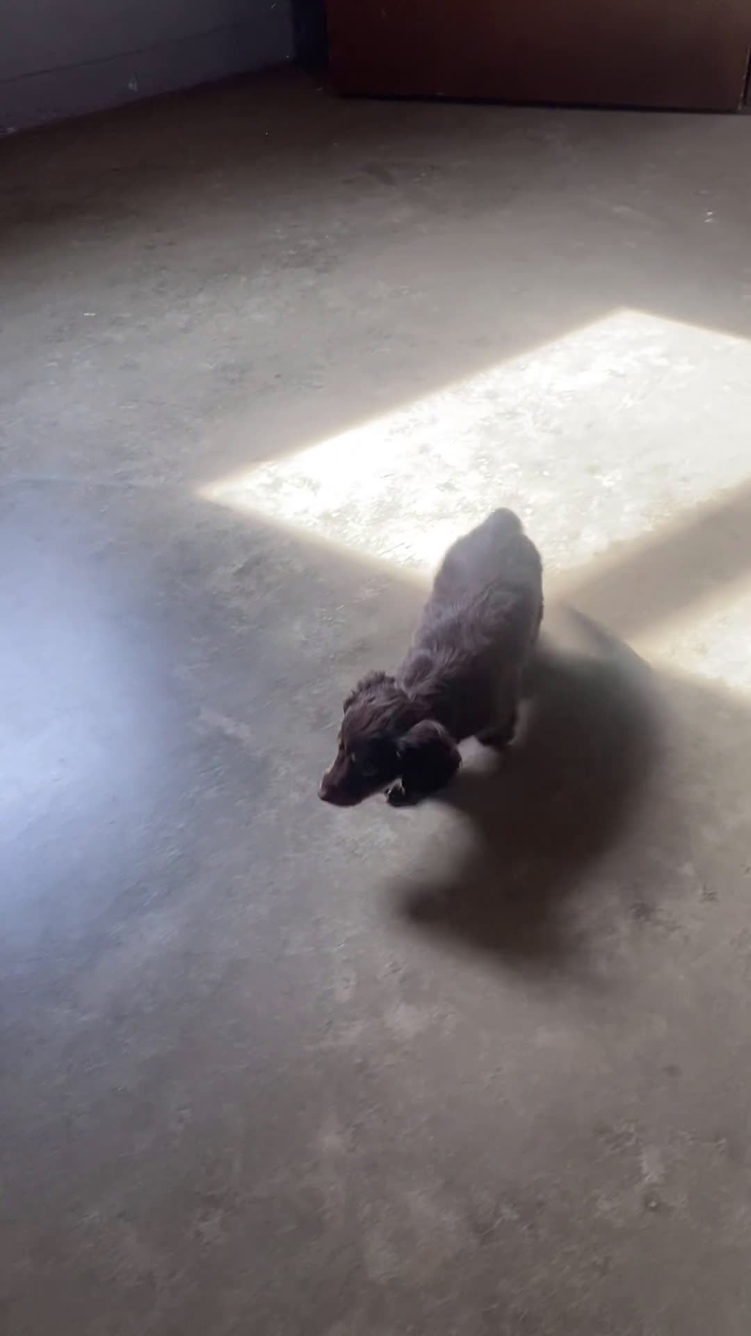 Miniature Dachshund dogs for sale: Brandie - Video 1