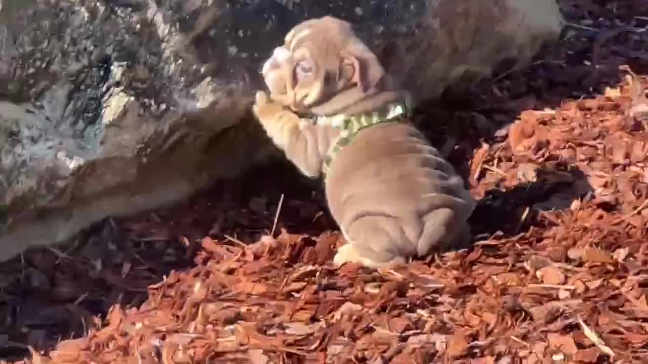 English Bulldog dogs for sale: English Bulldog Puppy  - Video 2