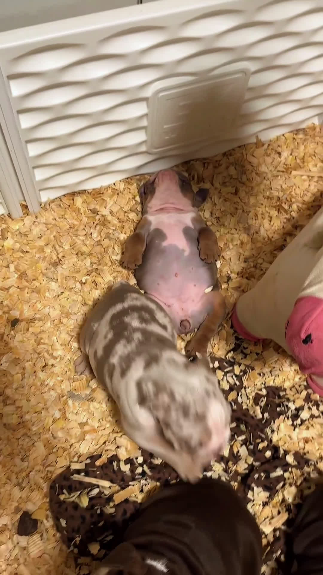 English Bulldog dogs for sale: London - Video 1