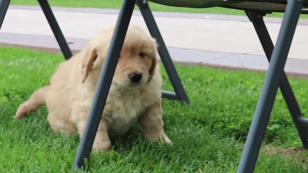 Golden Retriever dogs for sale: Anson - Video 1