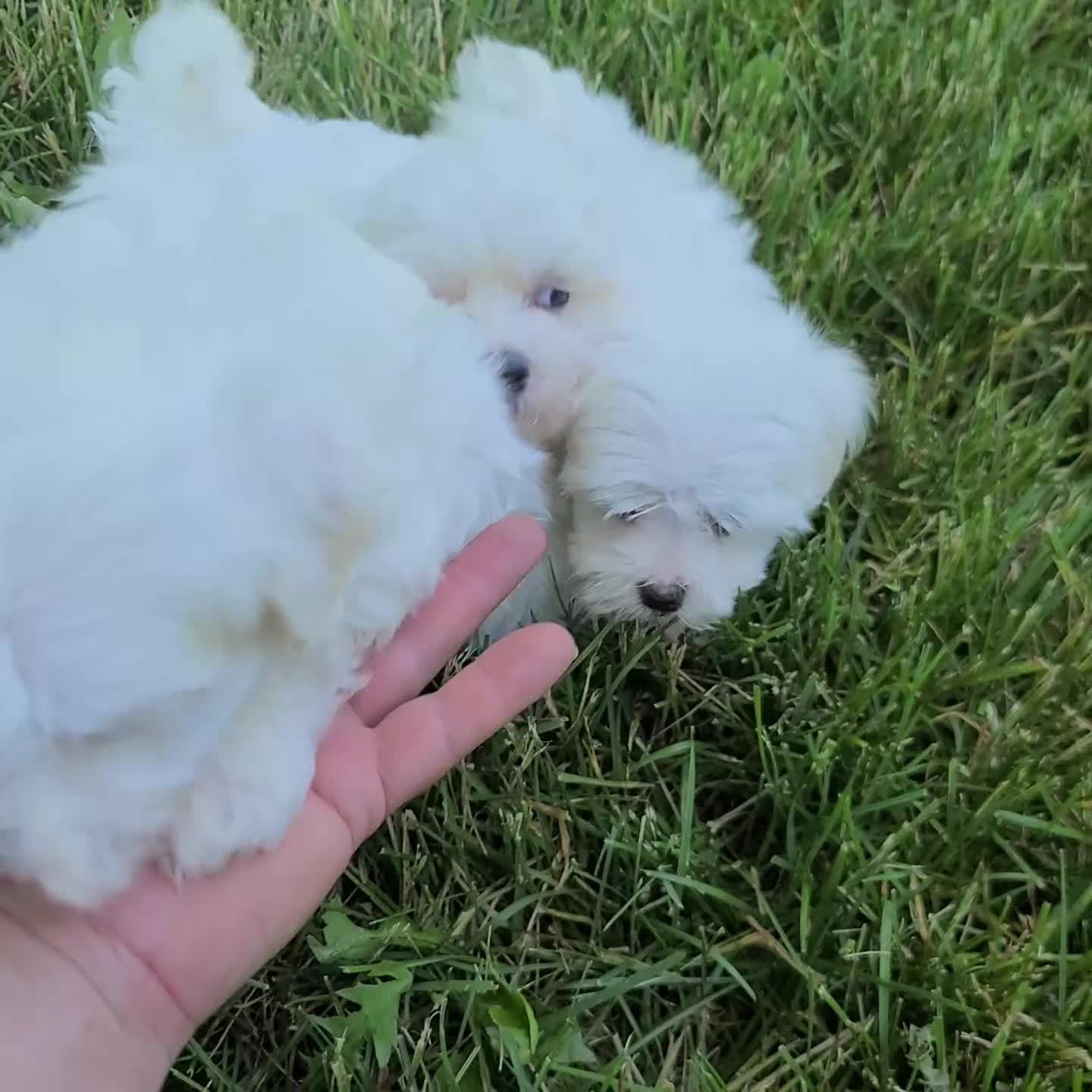 Maltese dogs for sale: Donna - Video 1