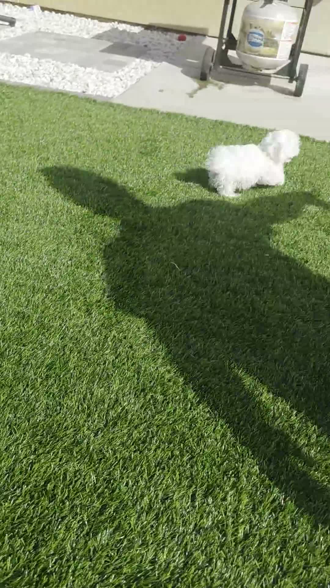 Maltese dogs for sale: Quinn - Video 1