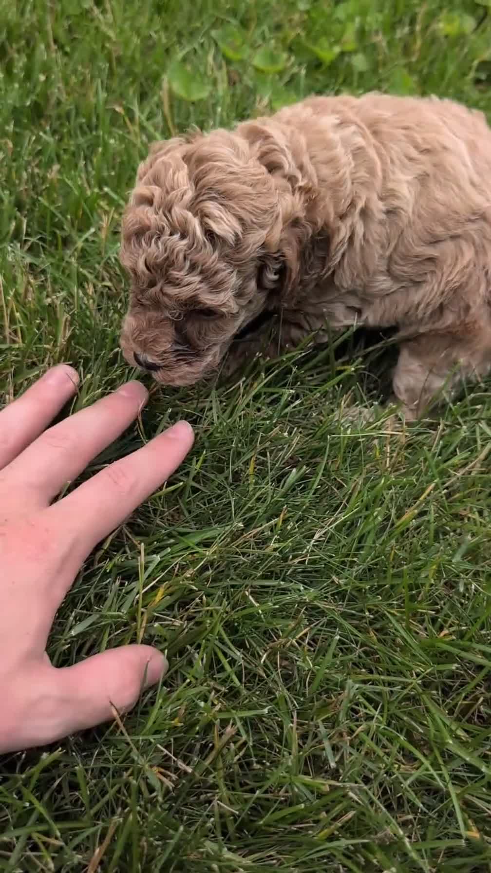 Miniature Poodle dogs for sale: Remi - Video 1