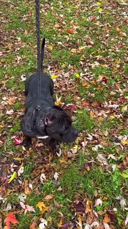 American Bully dogs for stud: Huncho - Video 2