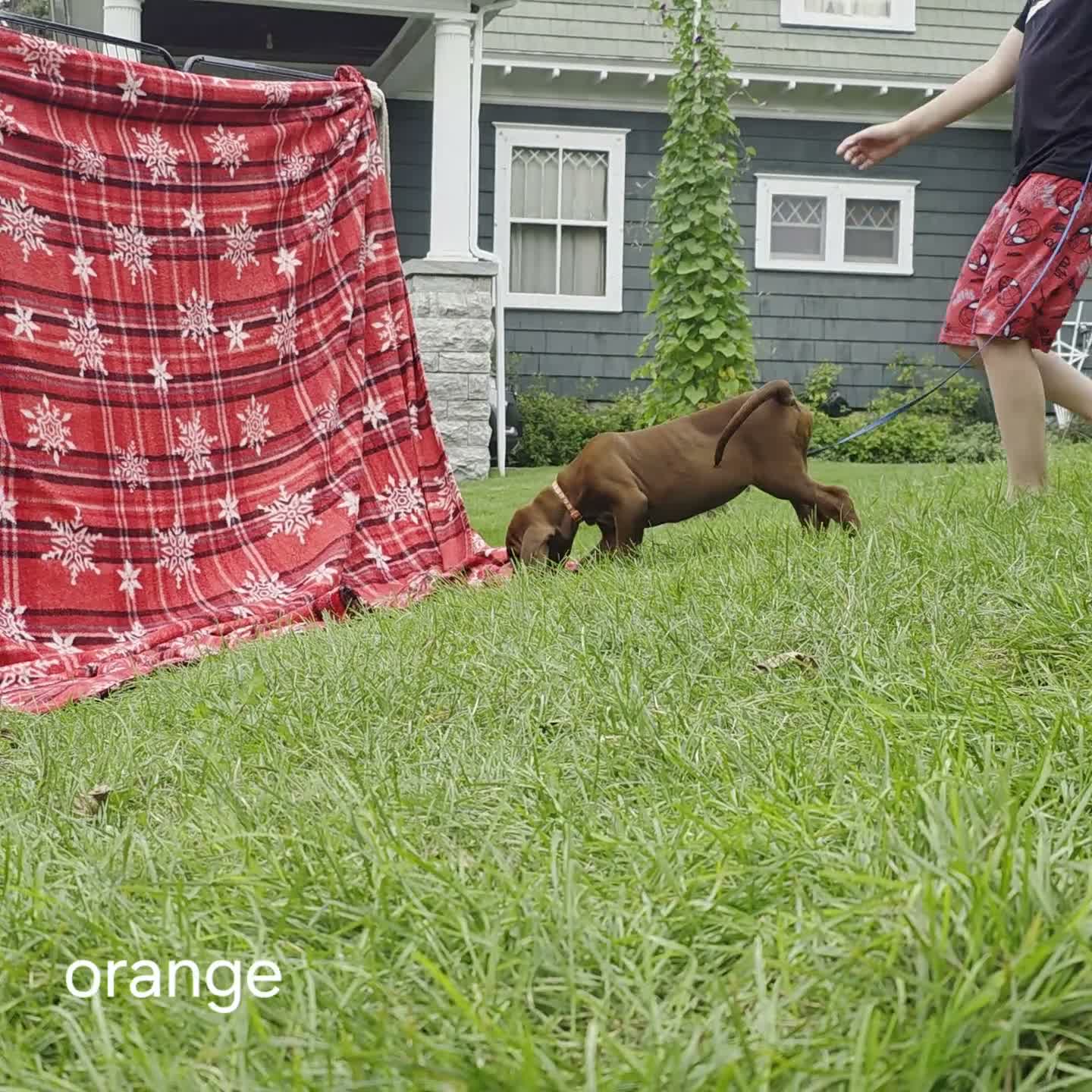Redbone Coonhound dogs for sale: Redbone Coonhound 7(orange) - Video 3