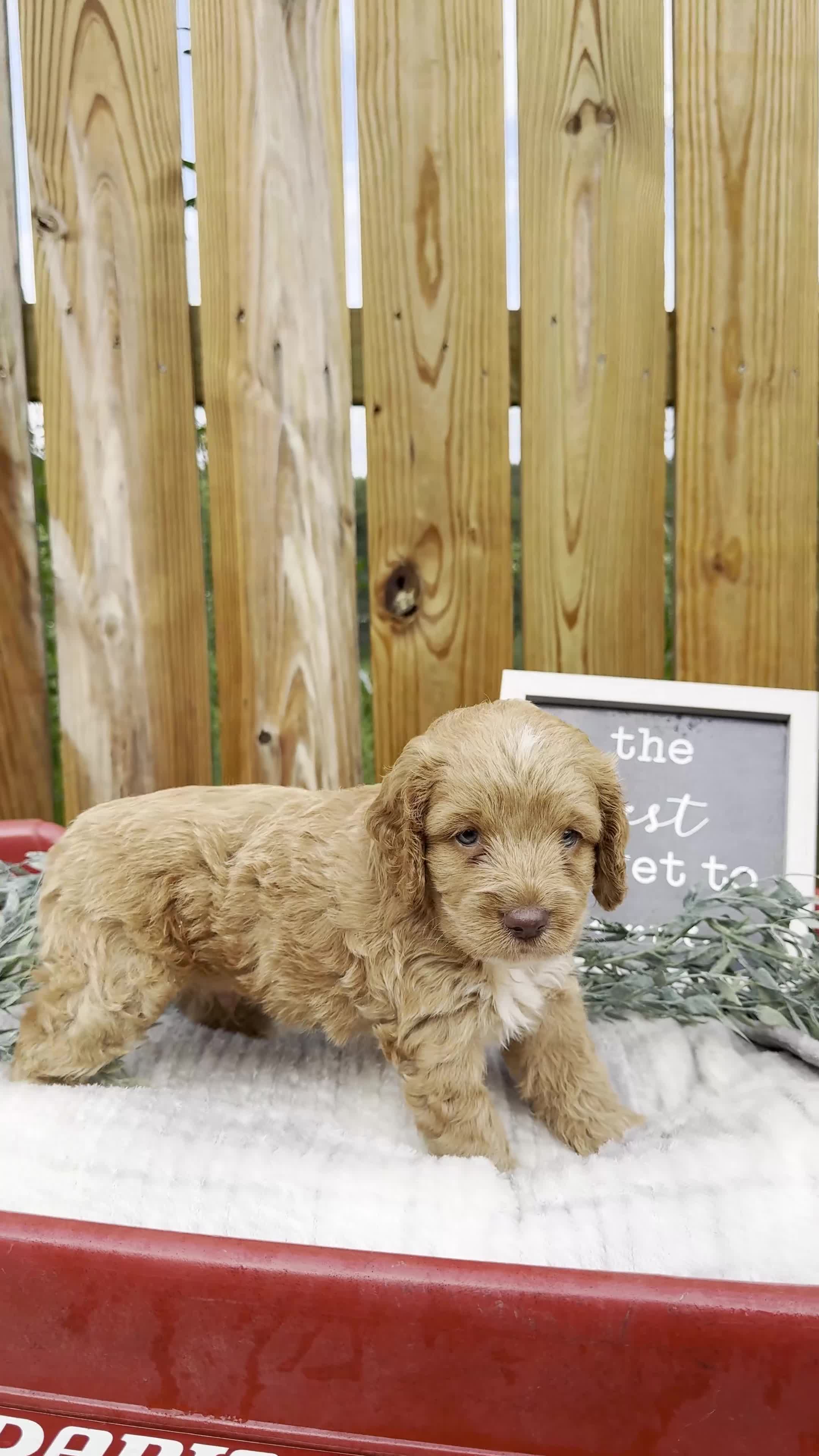 Cockapoo dogs for sale: Bentley - Video 1