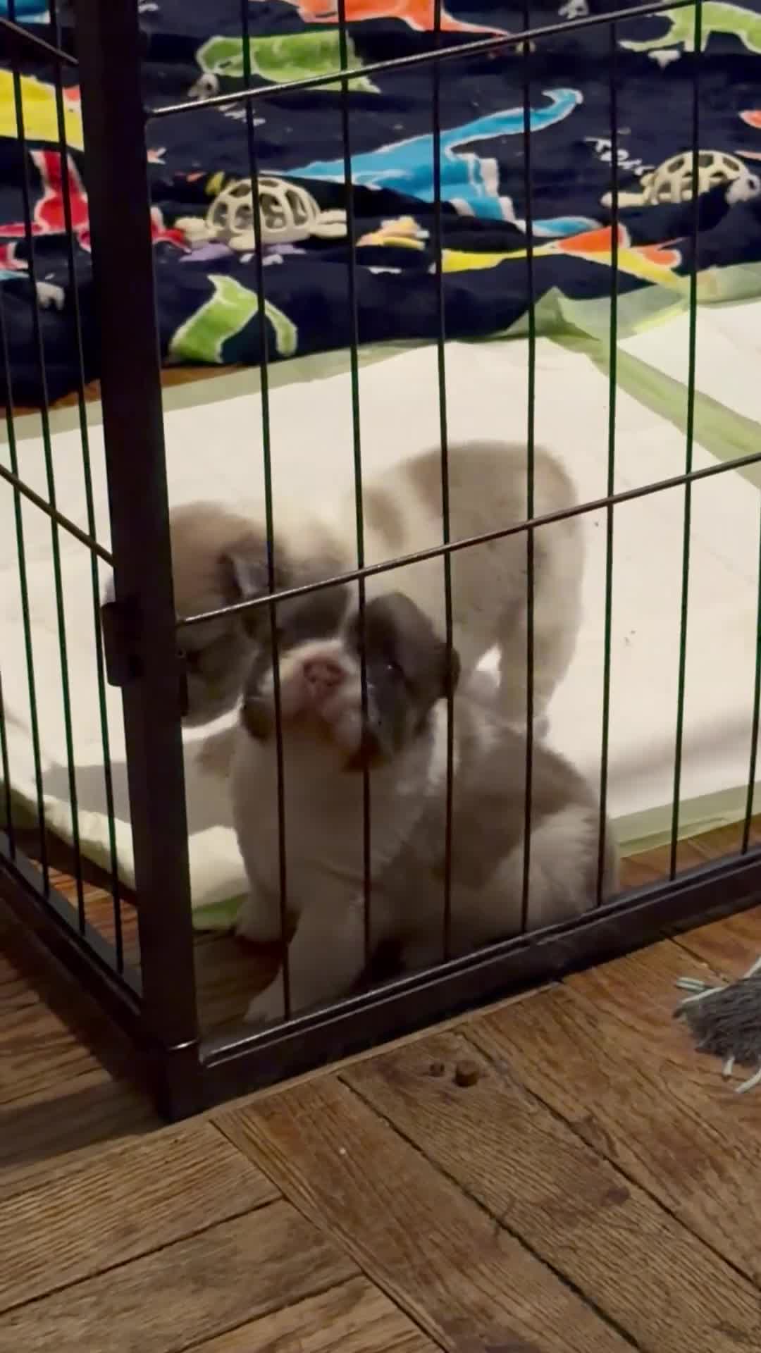 French Bulldog dogs for sale: Lola - Video 2
