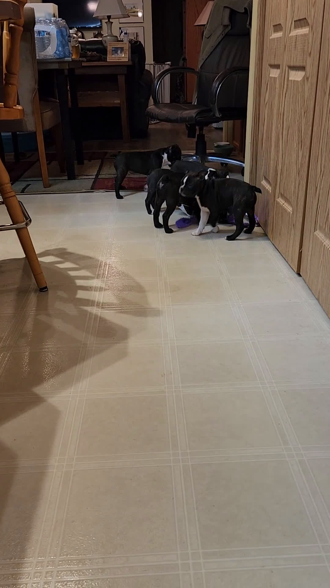 Boston Terrier dogs for sale: Jet - Video 2