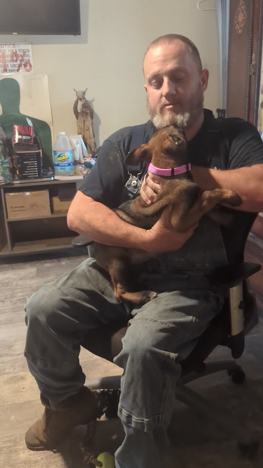 Belgian Malinois dogs for sale: Aceitha (pink collar) - Video 1
