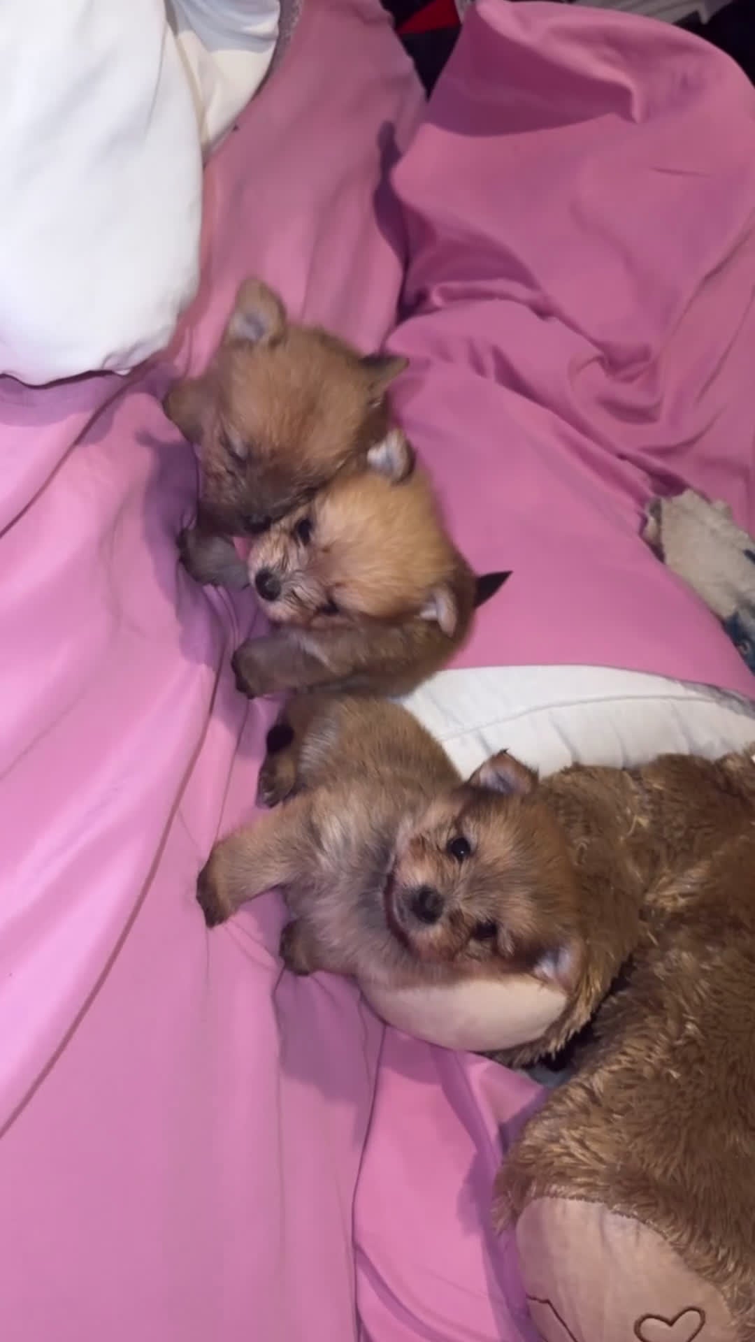 Mixed Breed dogs for sale: Leo  - Video 1