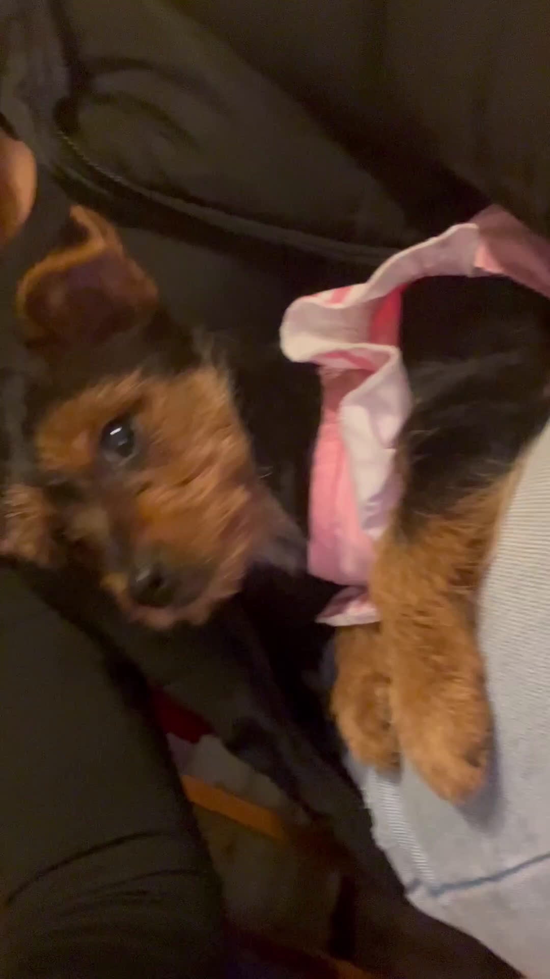 Yorkshire Terrier dogs for sale: Female Yorkshire Terrier - Video 1