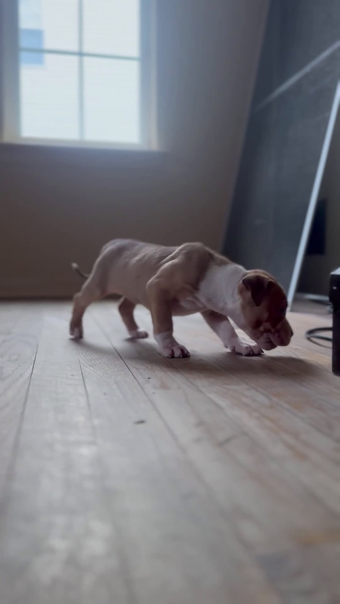 American Bully dogs for sale: American Bully Puppy 1 - Video 1