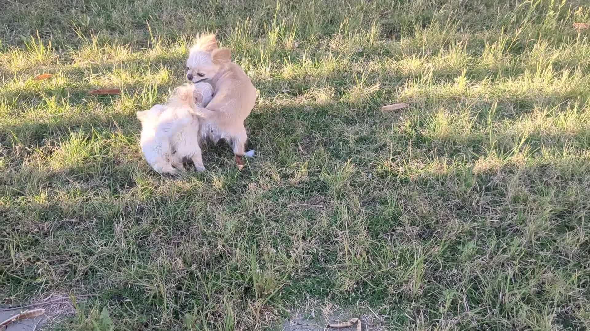 Chihuahua dogs for sale: Pearl Apple Head Long Coat Female   - Video 2