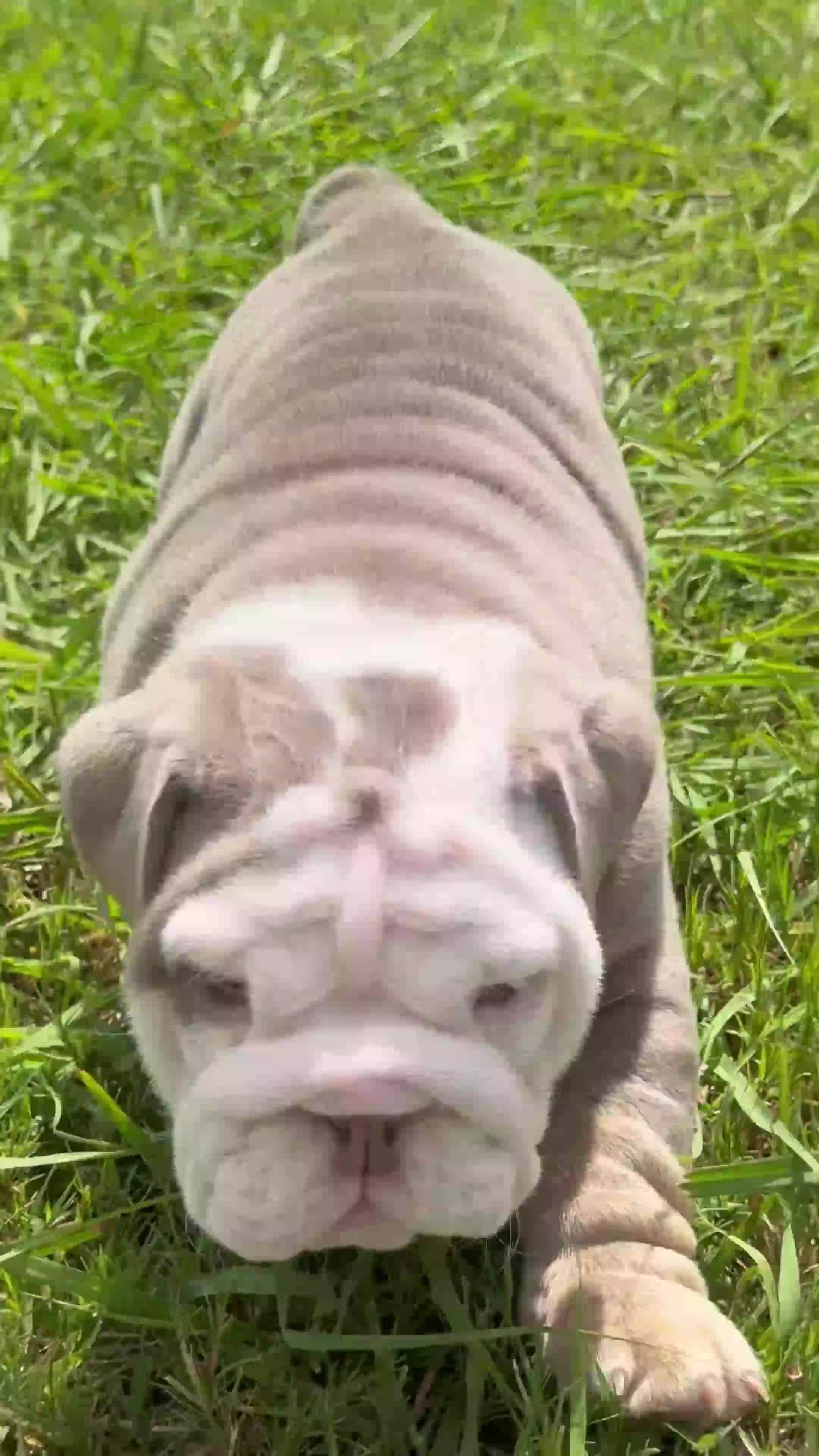 English Bulldog dogs for sale: Ghost ( Blue Eyes) - Video 2