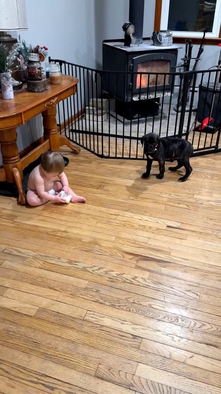 Great Dane dogs for sale: Luna  - Video 1