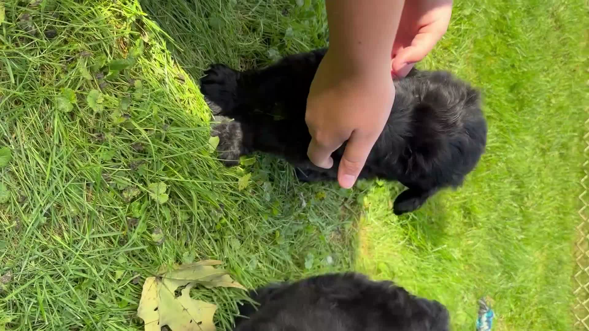 Giant Schnauzer dogs for sale: Theodore - Video 2