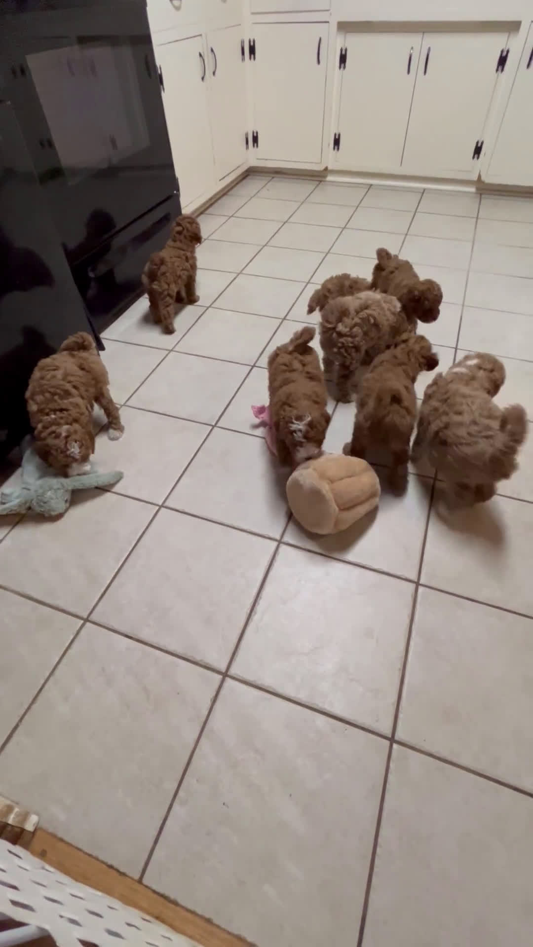 Mini Goldendoodle dogs for sale: Petite Tuxedo Mini Goldendoodle Mr. Perfection - Video 2