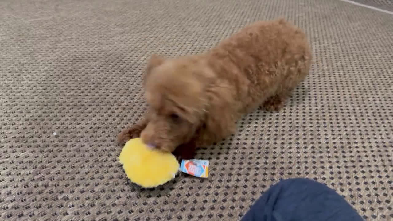 Toy Poodle dogs for sale: Polly - Video 1