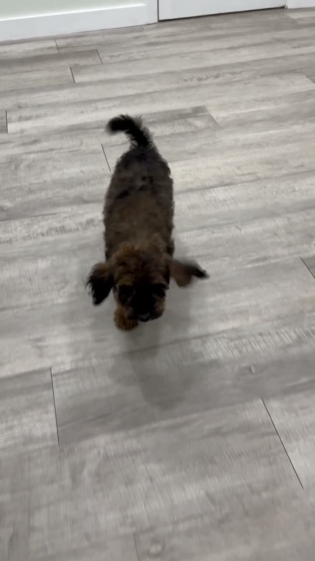 Miniature Poodle dogs for sale: Snipps - Video 1