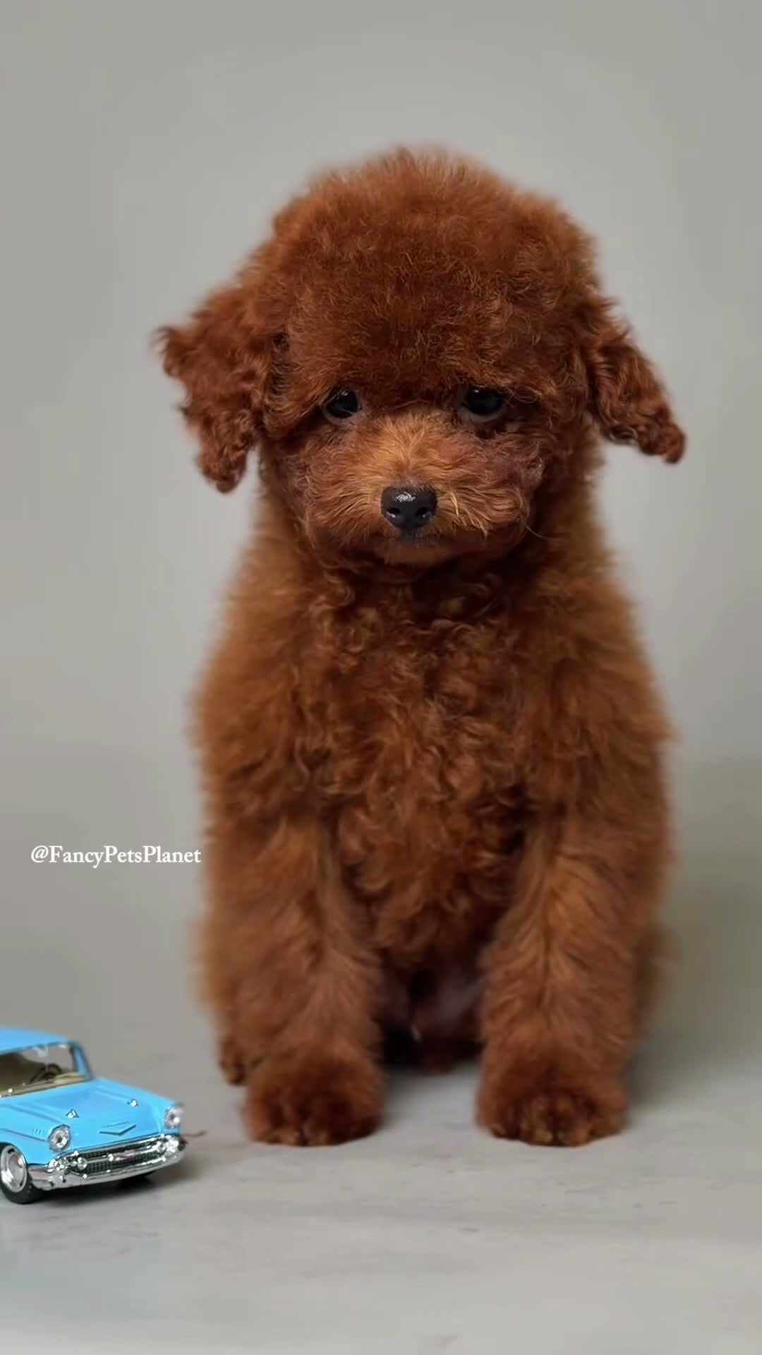 Toy Poodle dogs for sale: Francisca teddy bear dream  - Video 2