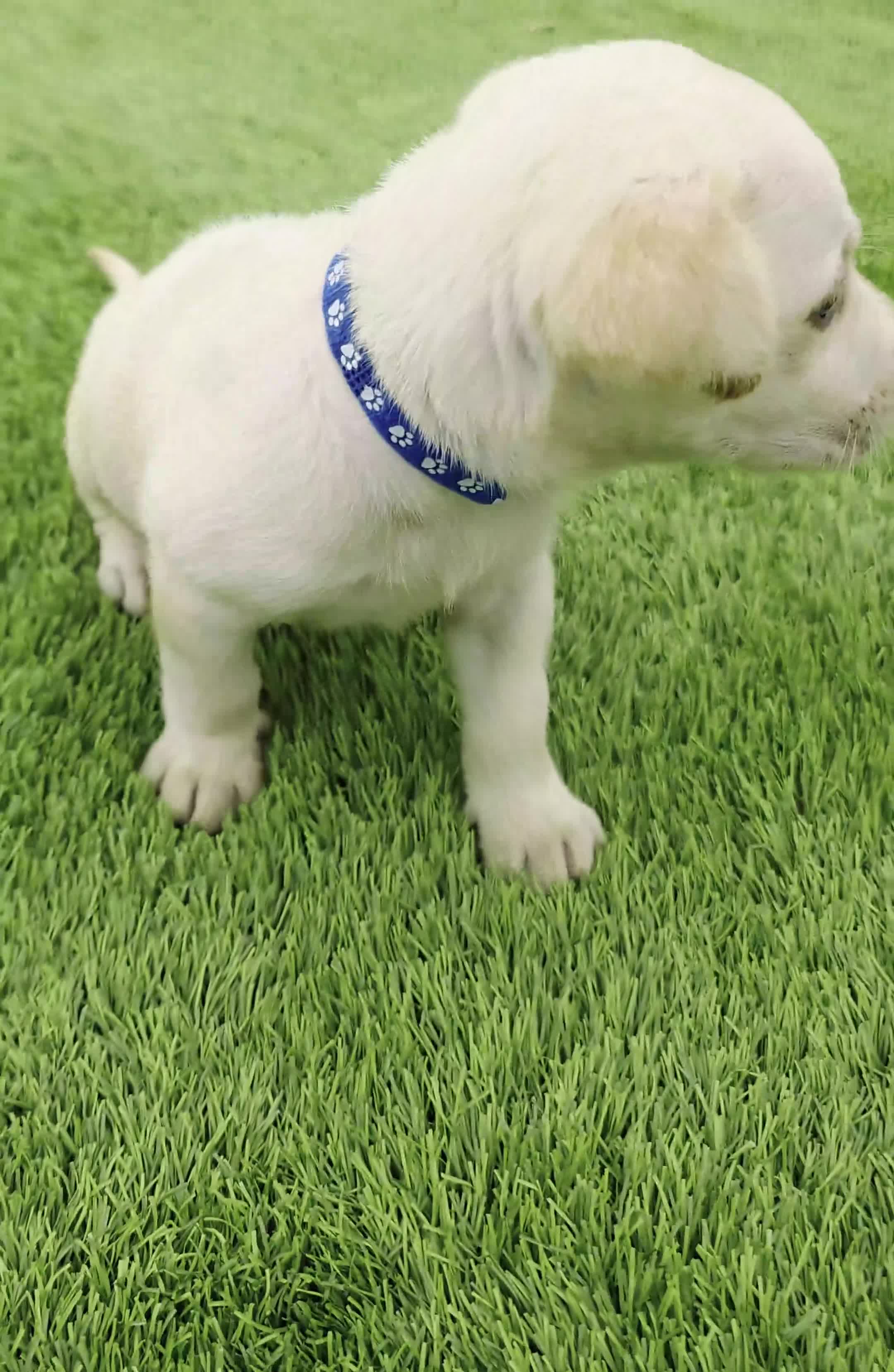 Labrador Retriever dogs for sale: Max - Video 2