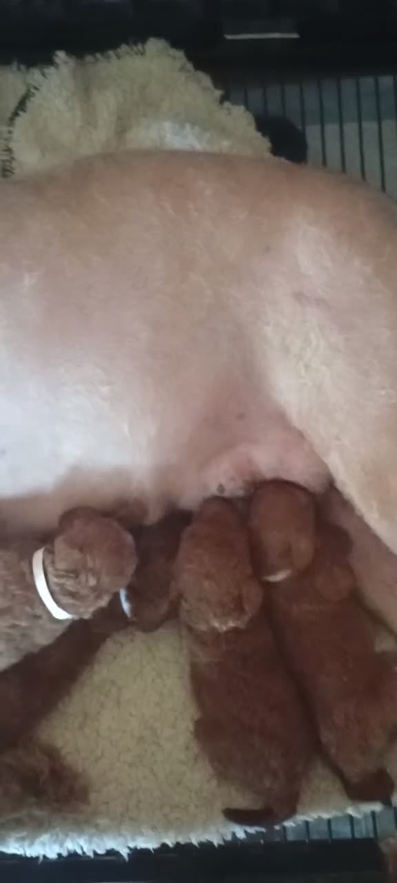 Mini Goldendoodle dogs for sale: Mr. London - Video 1