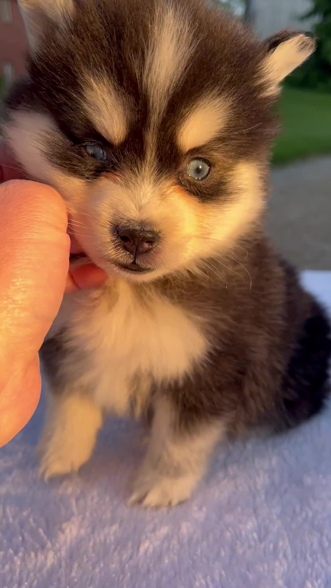 Pomsky dogs for sale: Melody - Video 1
