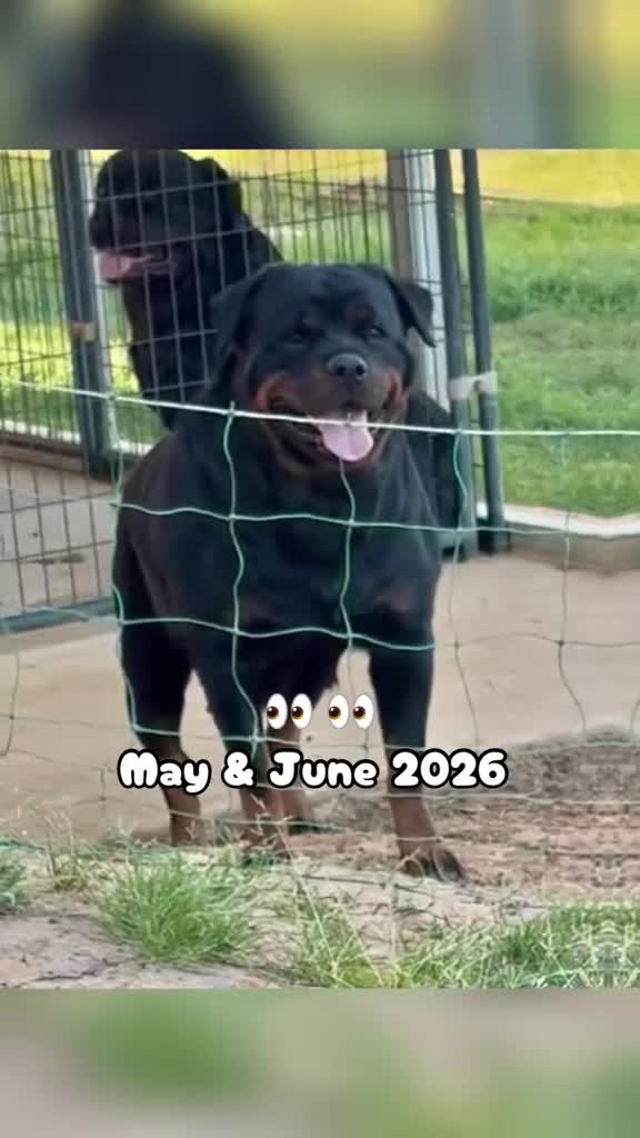 Rottweiler dogs for sale: Rottweiler Puppy 4 - Video 9