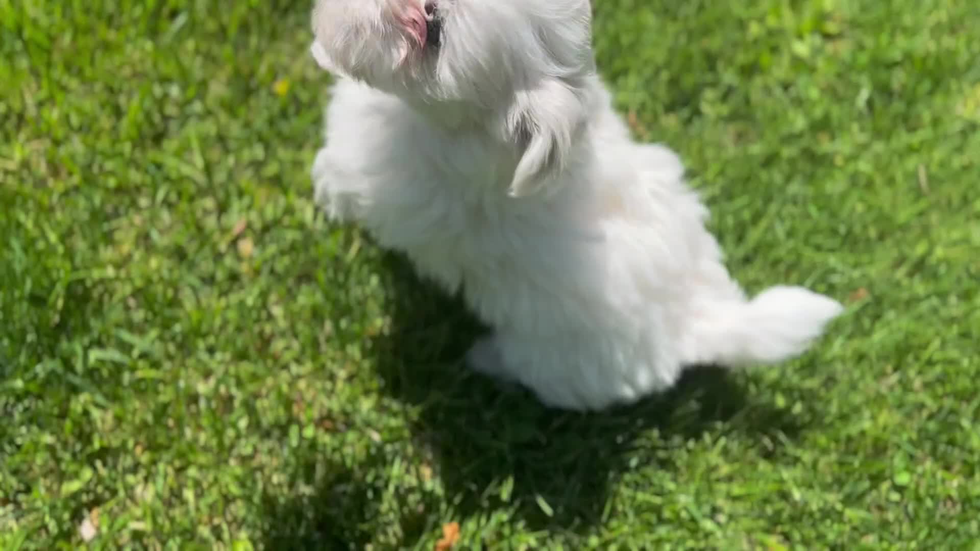 Maltese dogs for sale: Tobi - Video 1