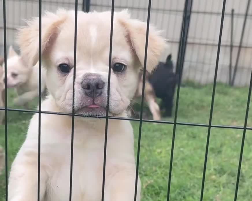 French Bulldog dogs for sale: Hendrix- cream Merle  - Video 1