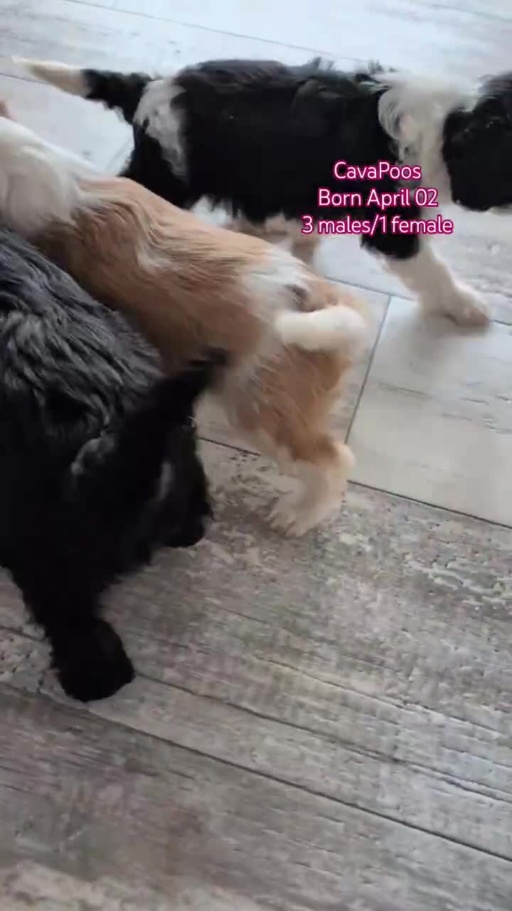 Cavapoo dogs for sale: Shiloh - Video 1