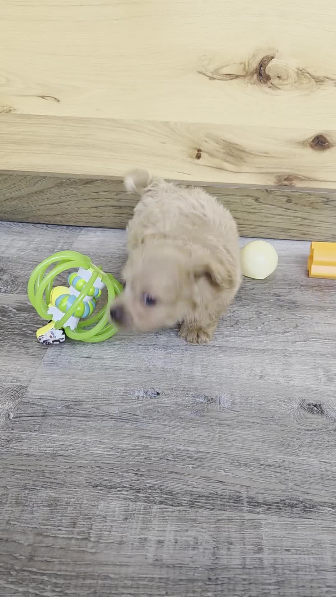 Shihpoo dogs for sale: Cody - Video 2
