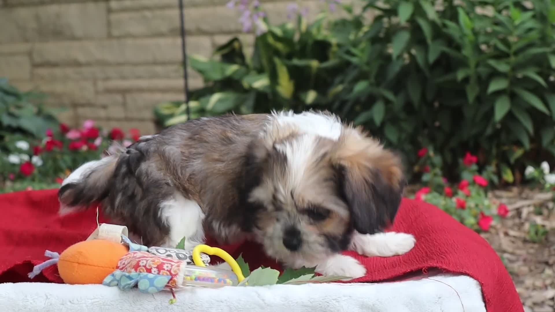 Mixed Breed dogs for sale: Nico - Video 1