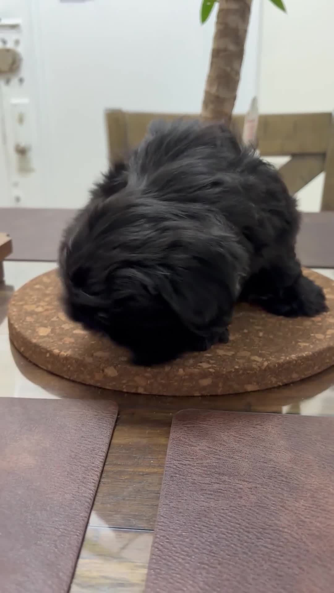 Shih Tzu dogs for sale: Blake - Video 1