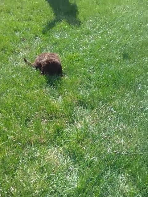 Portuguese Water Dog dogs for sale: Fargo - Video 1