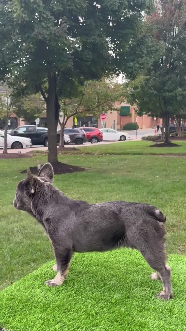 French Bulldog dogs for sale: Chanel - Video 2