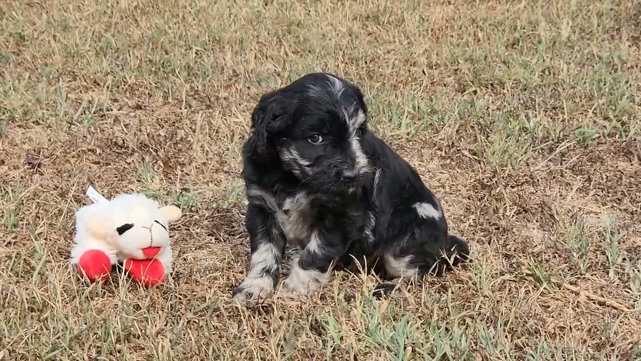 Goldendoodle dogs for sale: RICKI - Video 1