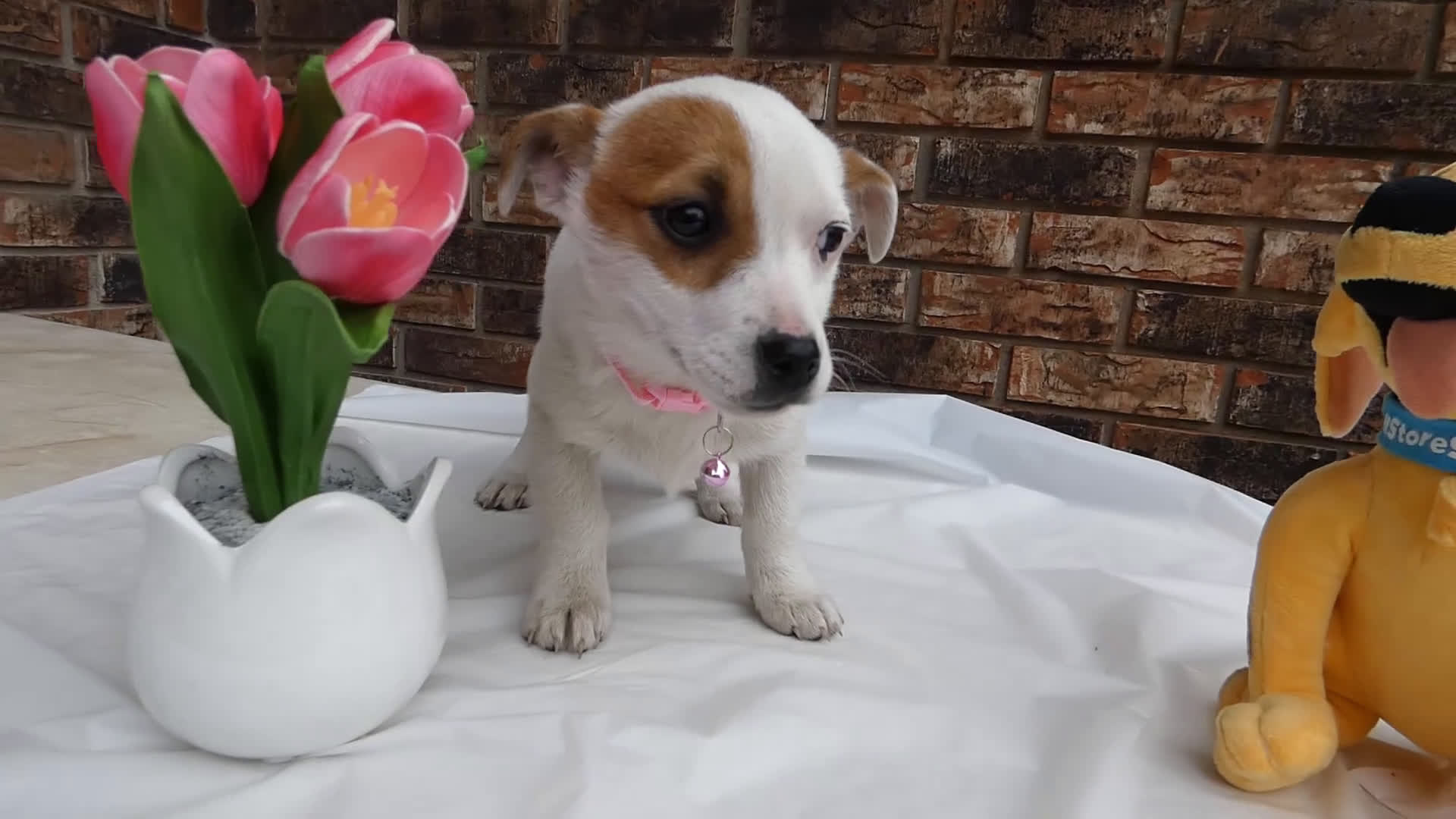 Jack Russell Terrier dogs for sale: Jack Russell Terrier Puppy 1 Molly - Video 1