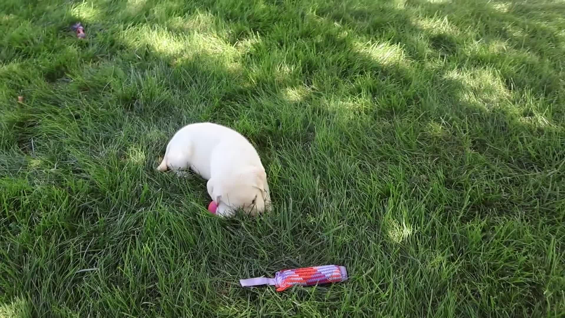Labrador Retriever dogs for sale: Bubbles - Video 1