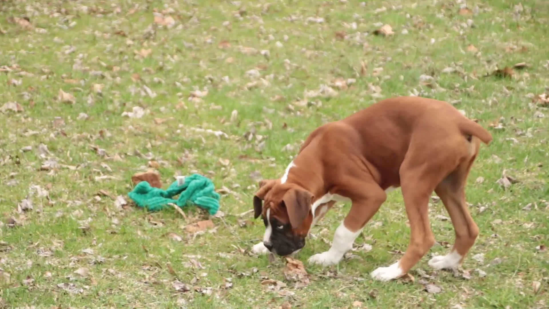 Boxer dogs for sale: Cappuccino - Video 1