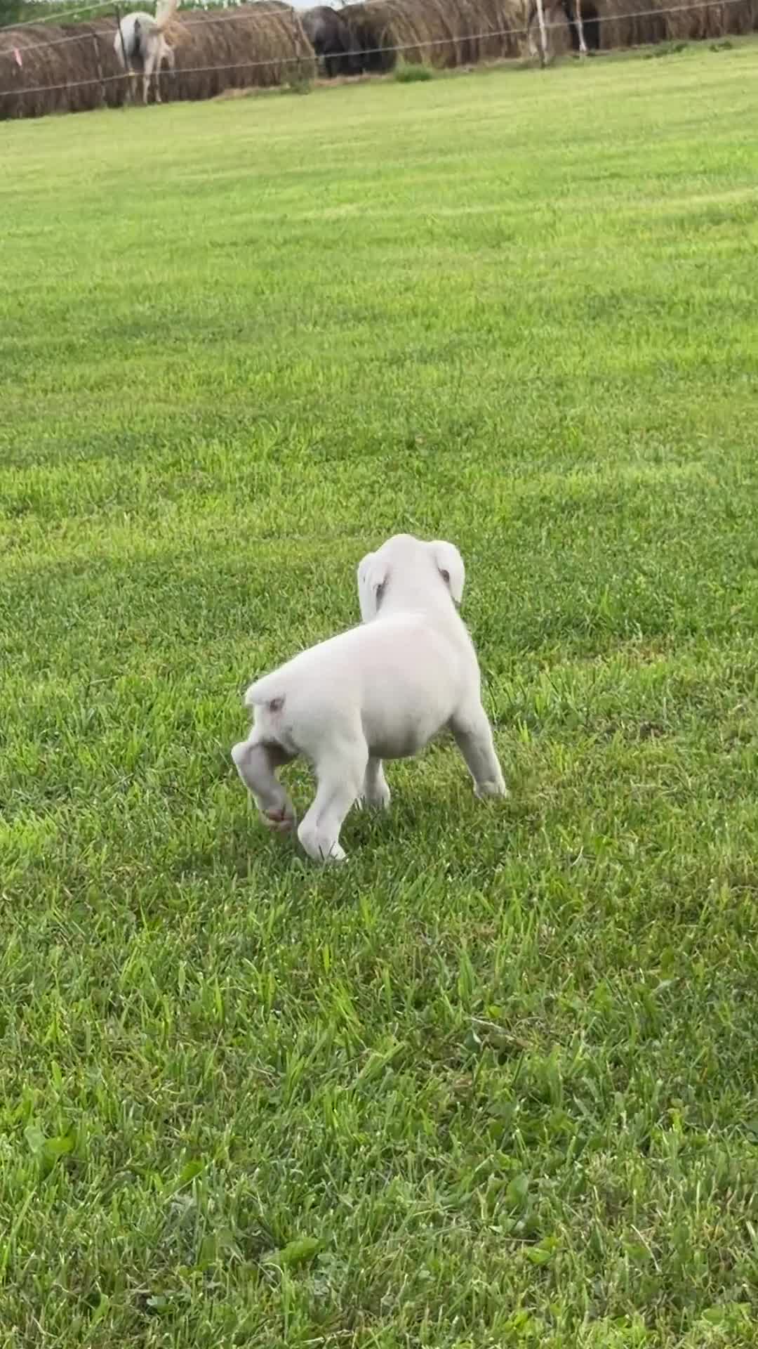 Boxer dogs for sale: ACE - Video 1